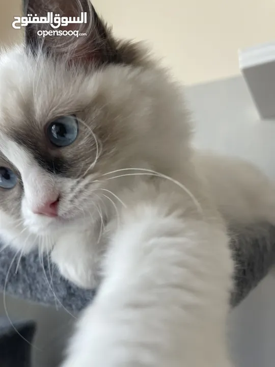 Pure ragdoll kitten