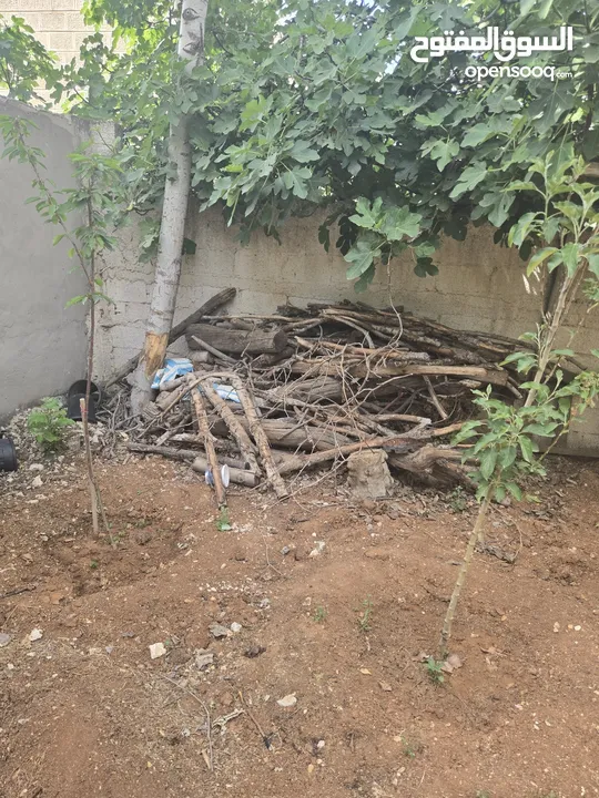 حطب من شجر متنوع