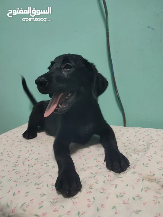 Labrador retriever puppies available