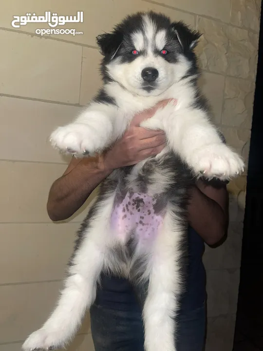 Male husky