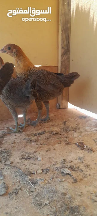 صيصان دجاج بلدي للبيع للبدل على حمام