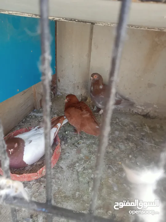 حمام للبيع او بدل على عصفير