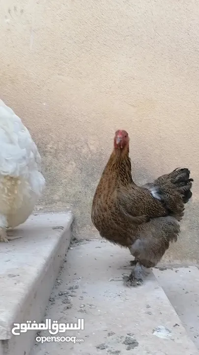 بيض براهمة بف مستوى عالي