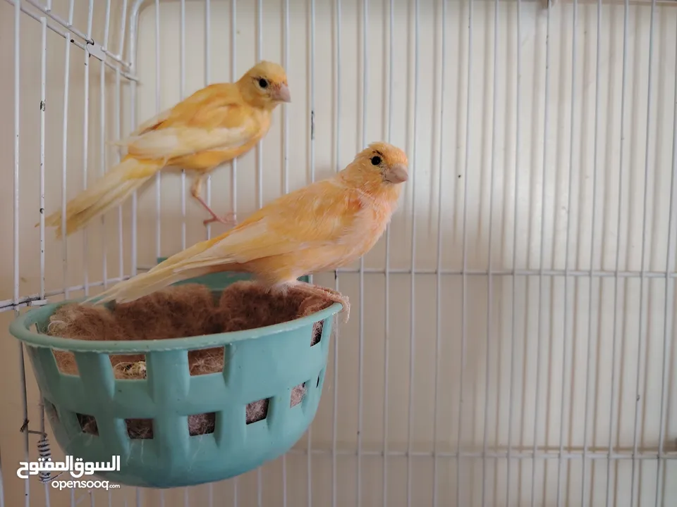 طيور كنار متعددة
