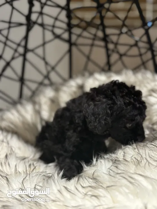 Toy poodle