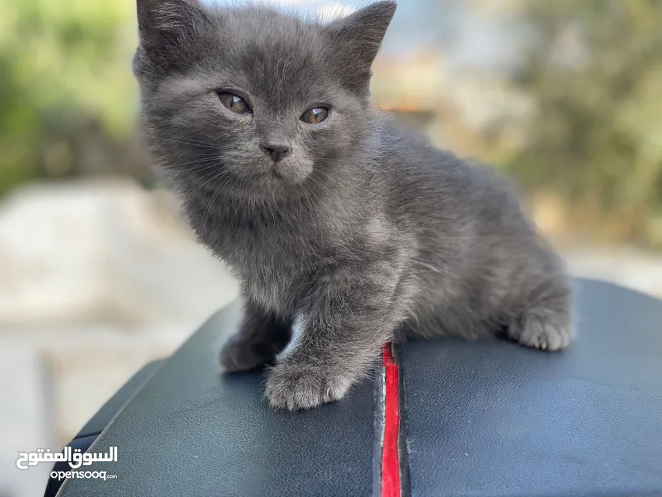 مكس الام بريتش الأب سكوتش