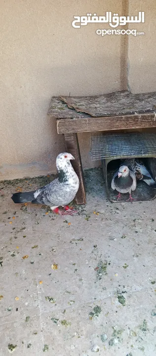 متاح 3جواز شغلات جوز يهوديات  صفر وجوز بلجيكي زرزور عل بلجيكيه