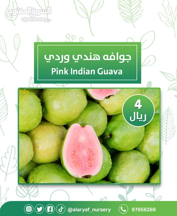 شتلات وأشجار الجوافة من مشتل الأرياف أسعار منافسة الأفضل في السوق  امرود کا درخت  guava