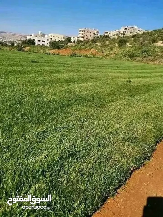 نجيل طبيعي نجيل ديكوندرا