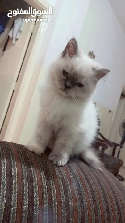 انثى شيراز هملايا عمر شهرين وذكر هملايا اورانج عمر 3شهور