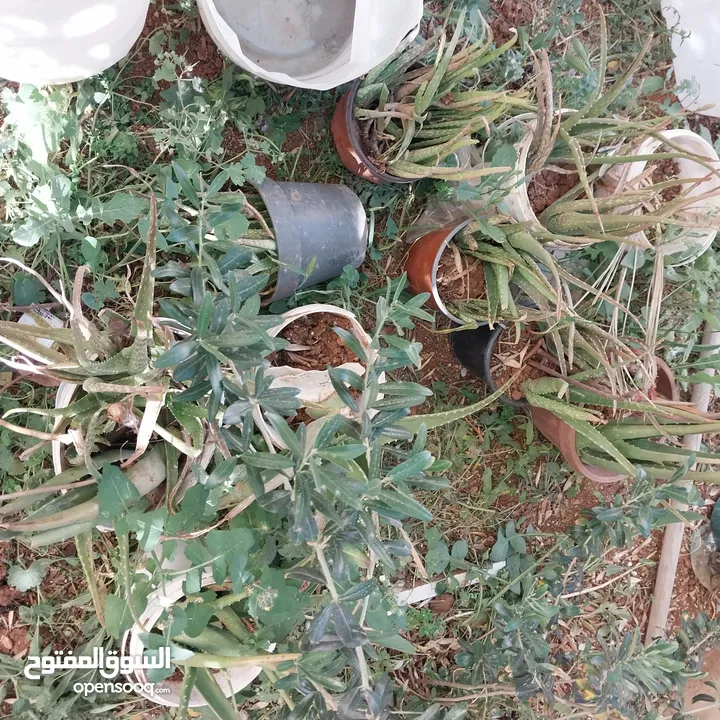شجرة نخيل وعدد من أشتال صبار الألوفيرا خريبة السوق الجويدة الكيبو