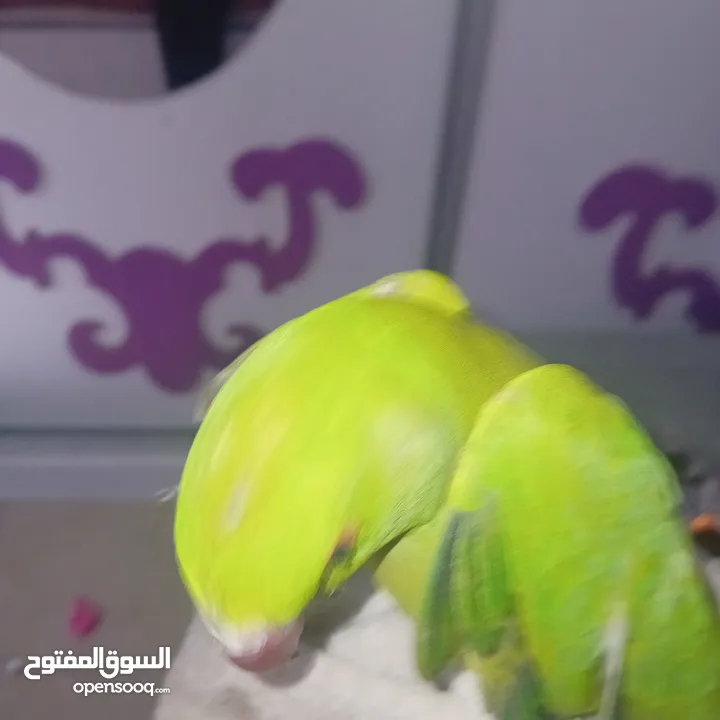 عصفور خضر مع قفص
