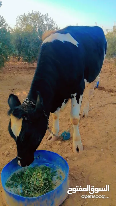 بكيرة عشار كبير