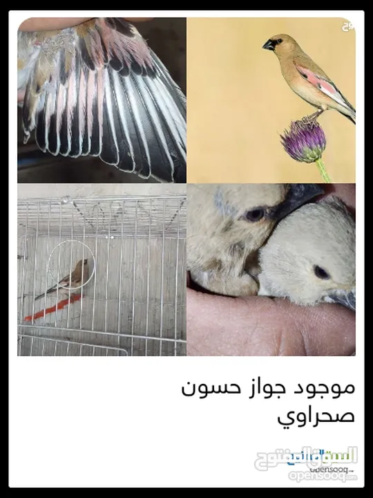 موجود فحليين حسون صحراوي