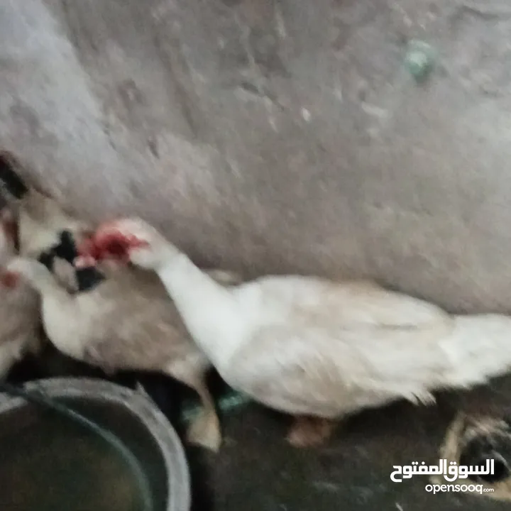 دجاج عرب وبشوش مصري