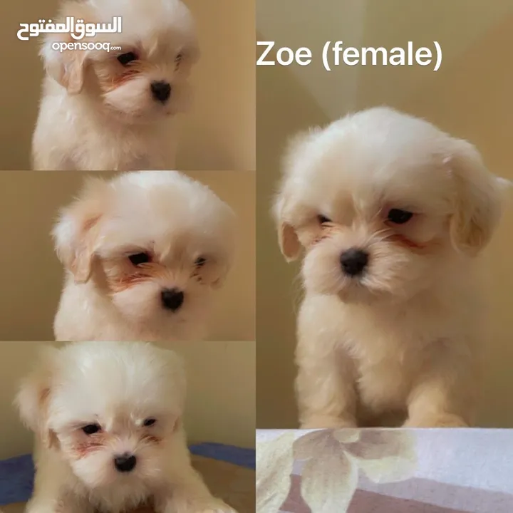 Shih Tzu puppies looking for new home