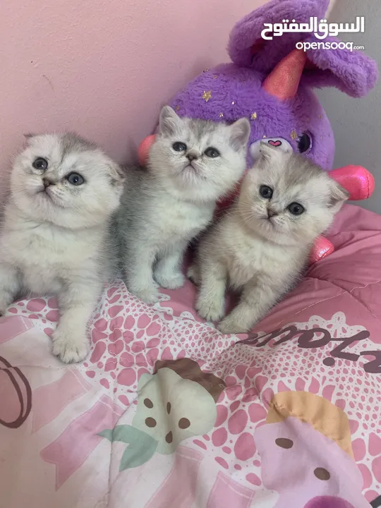 Scotch fold kittens