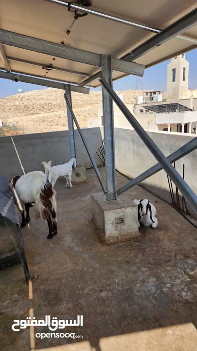 عنز للبيع الهاشمية