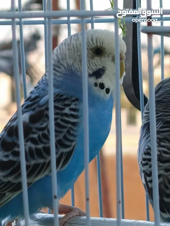 جوزين حب بسعر مغري
