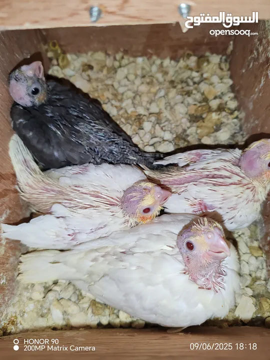 فراخ درة وفراخ كوكتيل للزق اليدوي