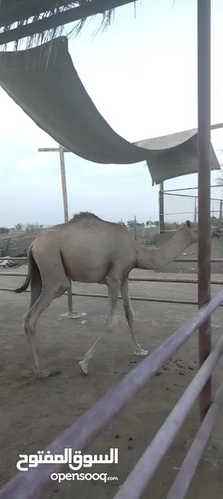 قعود عمره سنه ونص تقريبا سمنه متوسطه خالي من جميع العدازيب