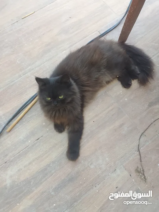 قط من ام بيجي فيس واب ھملايا