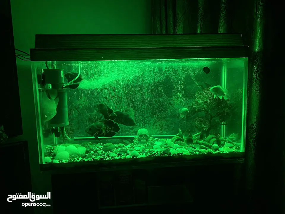 حوض سمك اوسكر كامل اغراضو للبيع