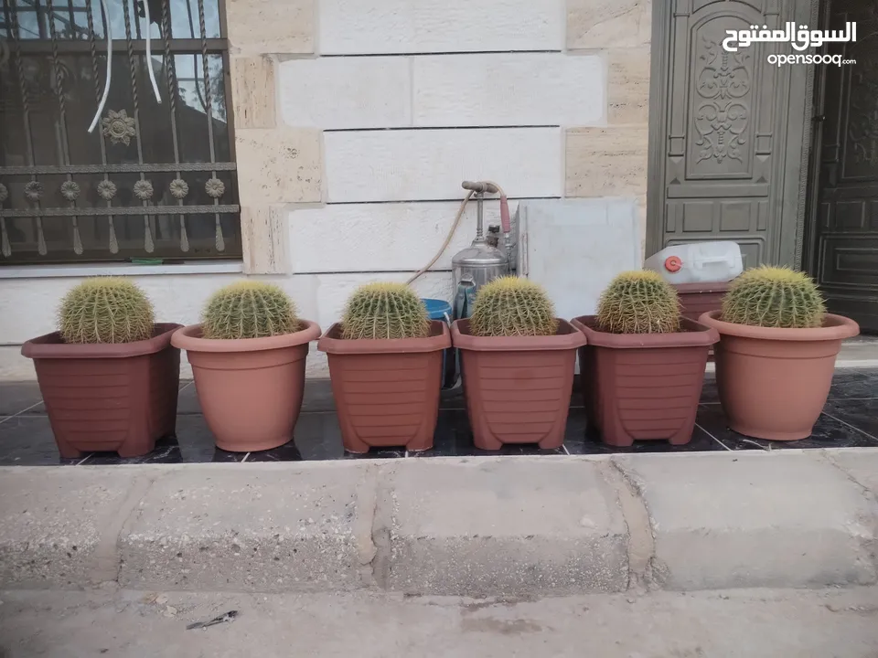 نبات الكره الذهبيه او ساده حماتي
