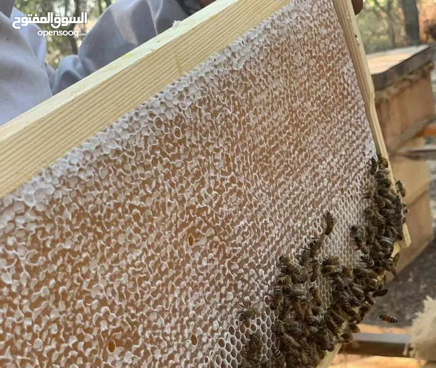 عسل طبيعي بلدي اصلي مضمون ومكفول 100٪؜ من مناحلنا