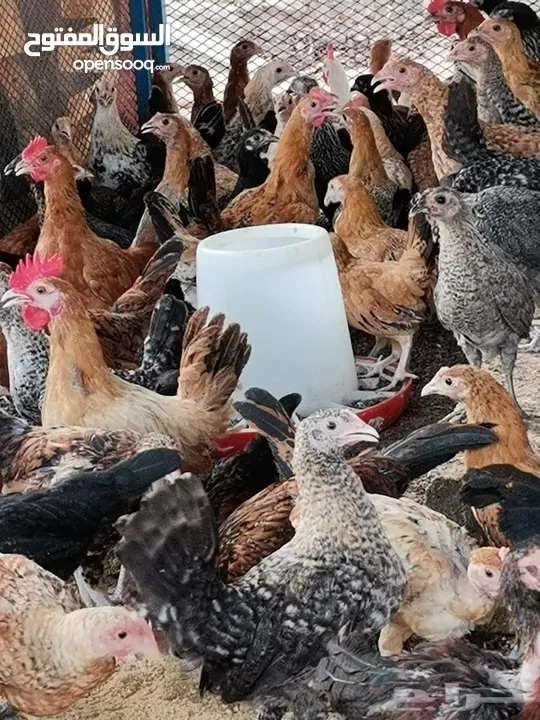 للبيع دجاج بحريني