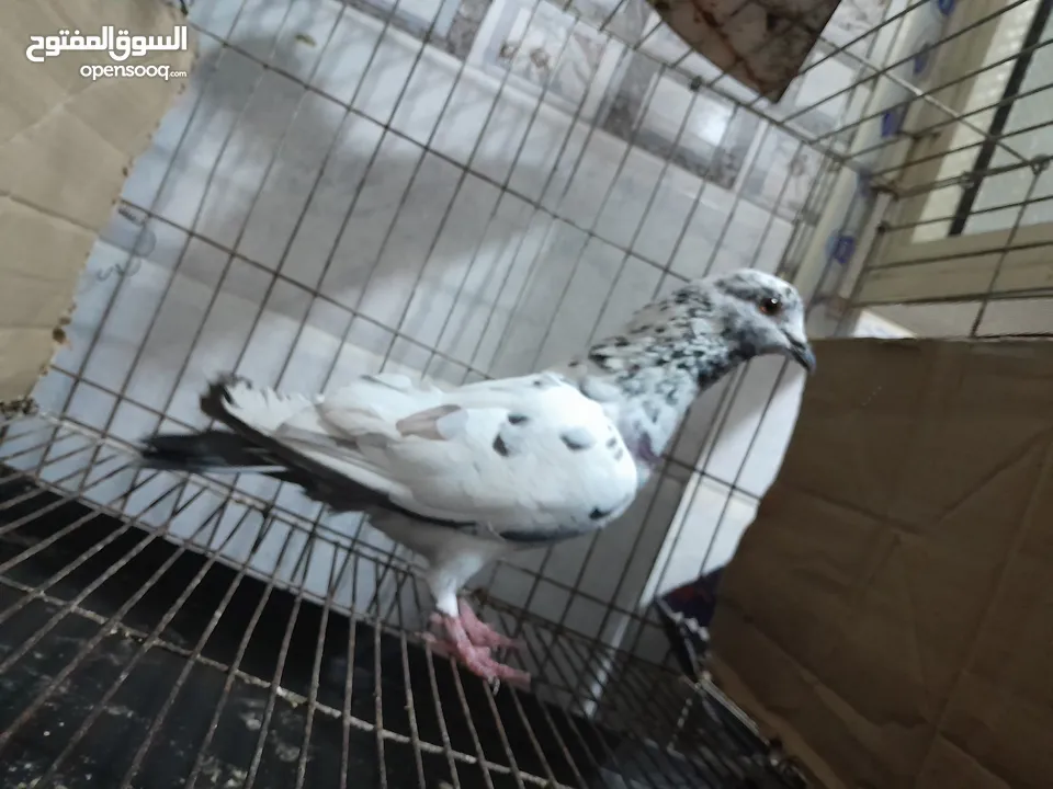 قصيين كرزلى القص زغلولين كشك بنيدى  شابةهزاز  دكر زايف بكستانى
