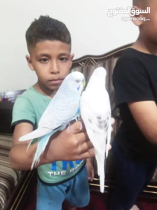 متاح جوزين  حب  كلهم اليفات كلهم جواز شغالة جواز نخب للبيع اقرء الوصف