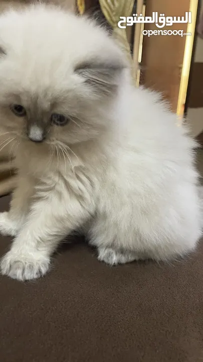 Kitten sherazi