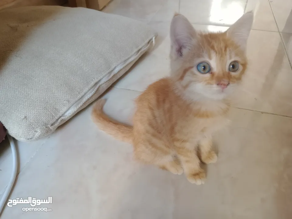 Persian male 3 month baby OMR 20