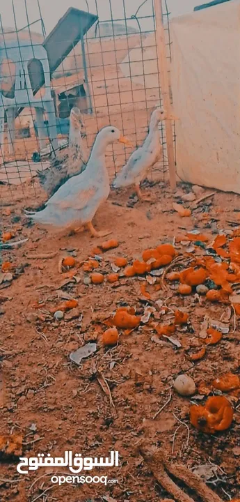 جوز بط شغال مع ولدهن 15 دينار