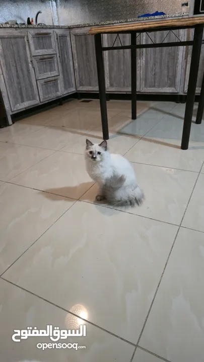 قطه هملايا انثى للبيع عمر ثلاث شهور  أكثير لعوبه حنونه مسليه نظيف جدا متعوده على البوكس مدربه