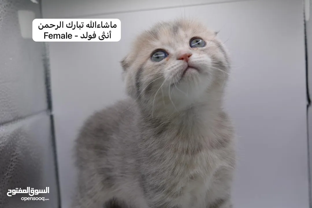 سكوتش كيتن فولد وستريت الوان مميزه ليلك ومشمشي وغيرها 15 كيتن