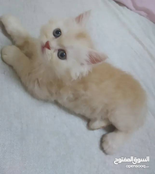 2اولاد هاف بيكى