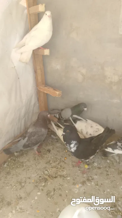 فارس .بدري
