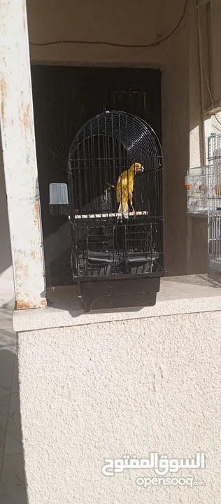 طيور للبيع