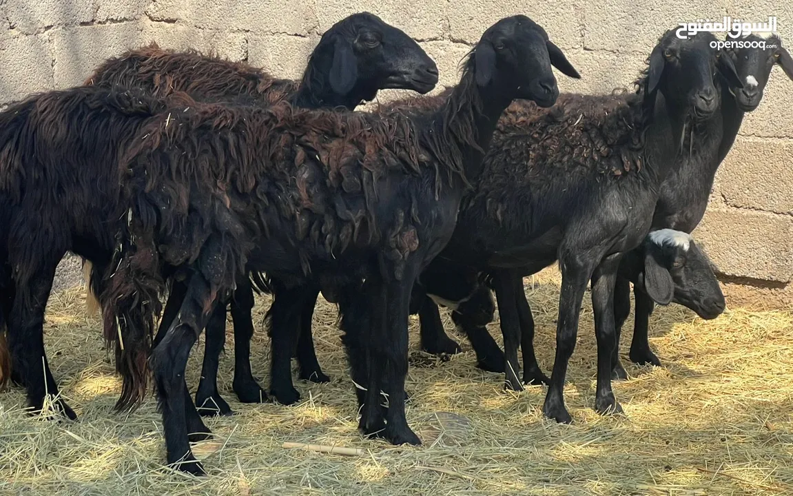 جعد عمانيات الحجم الكبير اغلبهن عشرات وبعضهن يتاومن حلال طيب للتربيه جاهزات كل شي سليم