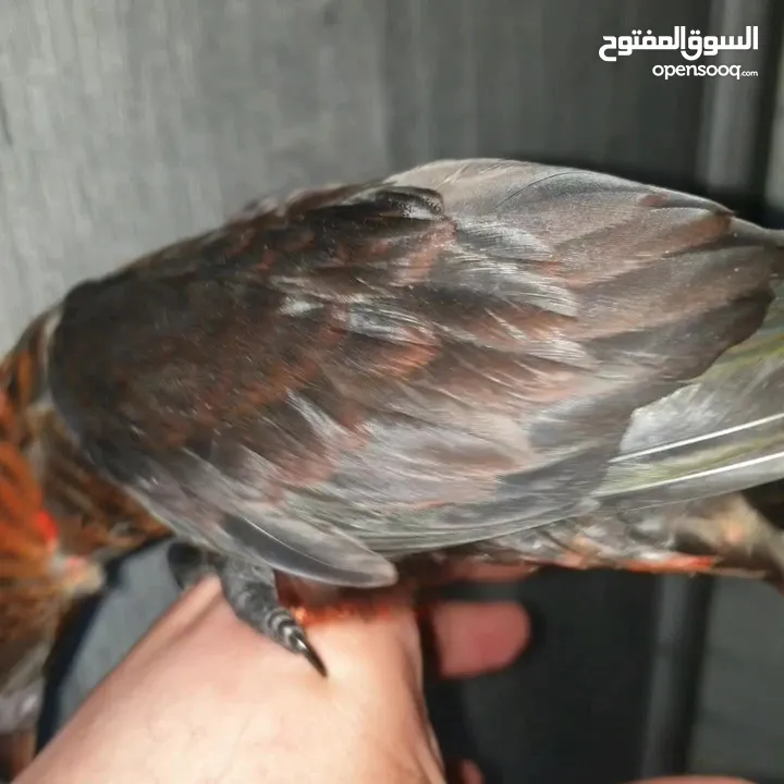ببغاء لوري دسكي للزق اليدوي