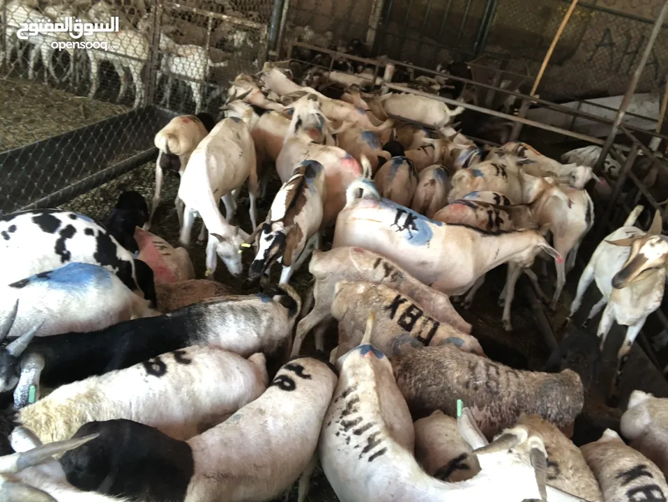 Somali goat and sheep  available all time