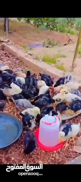 باسم الله ماشاءالله  متوفر صوص دجاج بلدي عمر شعر وأخذ جميع المطاعيم العسر دينار