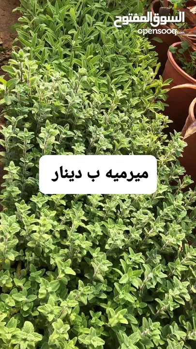 متوفر جميع انواع الاشجار المثمرة والزينة والورود وخدمة الزراع وتنسيق الحدائق وجميع انواع القواير