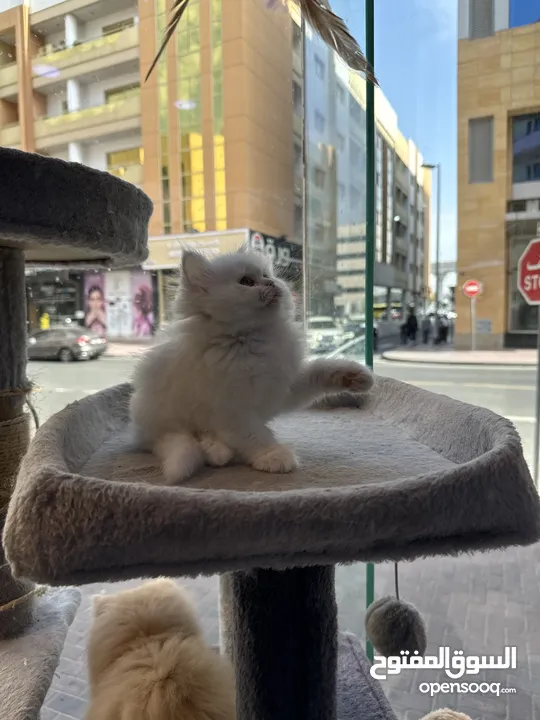 Fluffy Persian beauties ready for their forever home