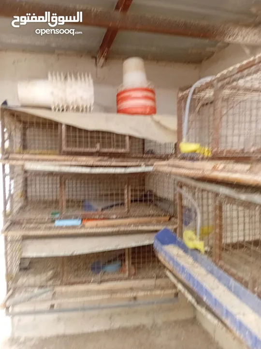 بياضات دجاج ومعالف ومشارب  واقفاص طابقين  للفري وطباق  بيض فري للفقاسات ايطالي للبيع بحاله ممتازه