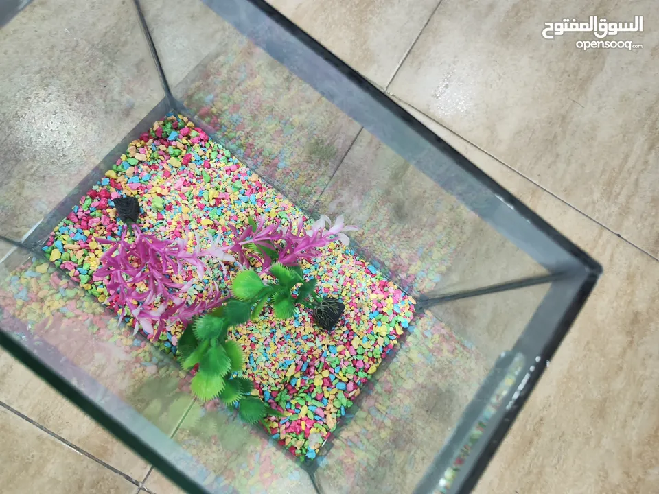 حوض سمك مجهز عبي مي و حط سمكاتك ، الطول 32 سم ارتفاع 23 سم عمق 21 سم