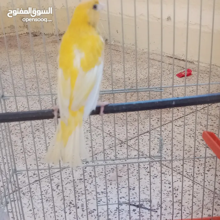 عصافير كناري