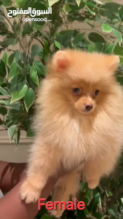 CUTE POMERANIAN FEMALE PUPPY